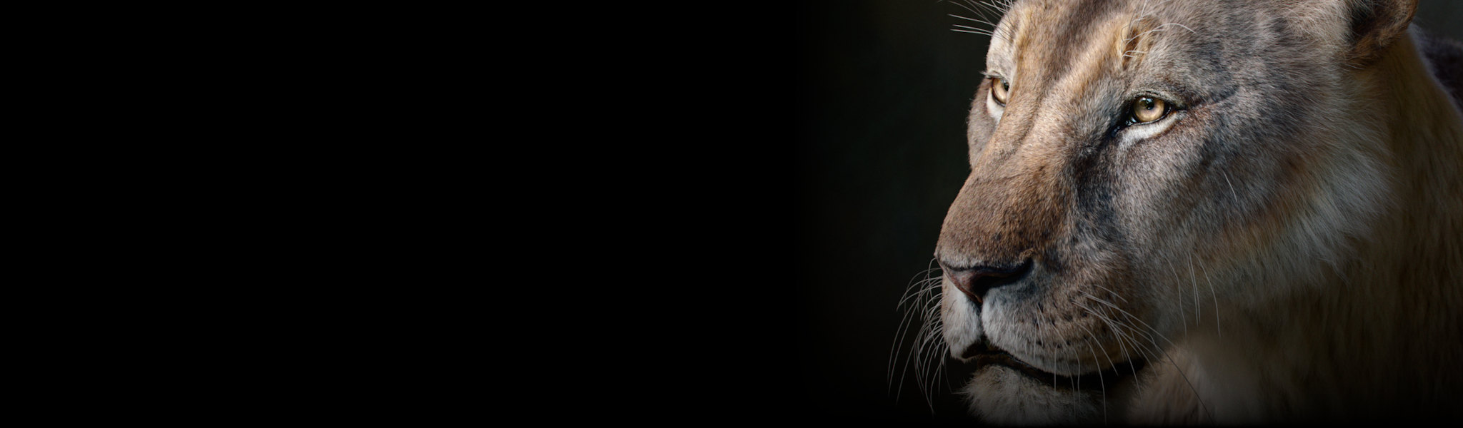 Blender 5.2 LTS splash artwork by Joanna Kobierska, featuring the extinct cave lion Panthera spelaea